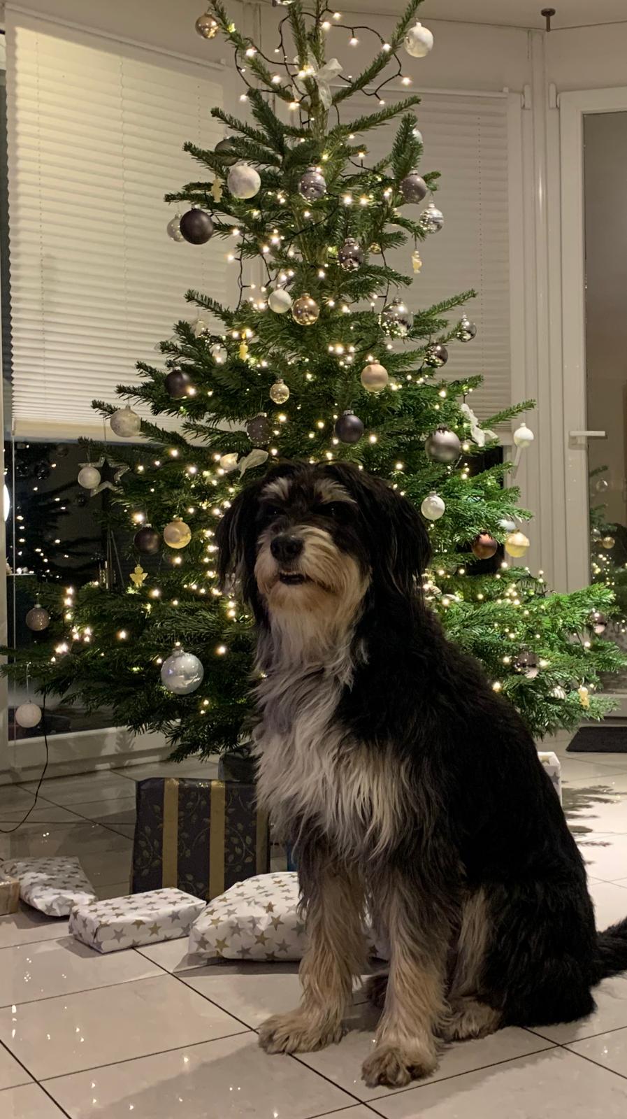 Weihnachtsgrüße 2020